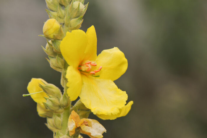Mullein (Verbascum sp)