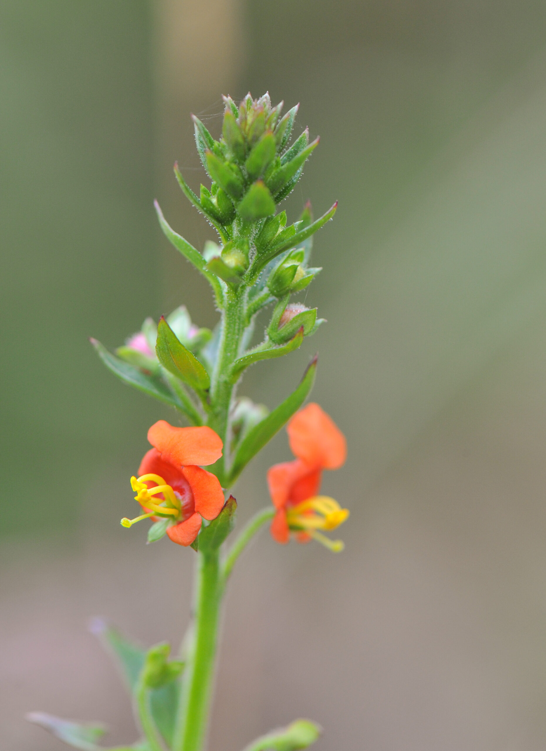 Alonsoa meridionalis