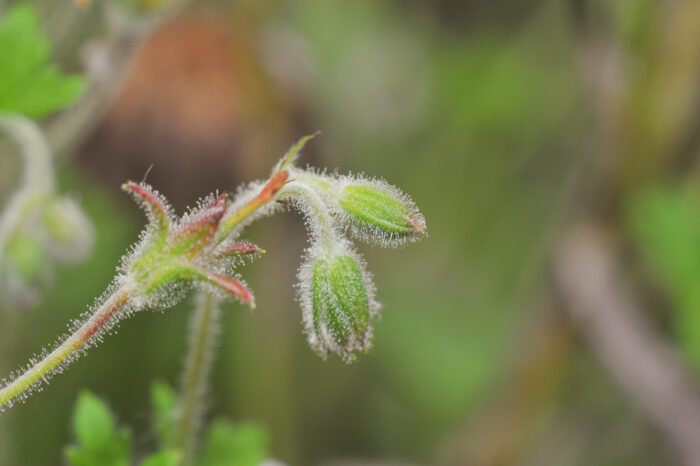 Yanacocha plant 08 (Geranium sp)