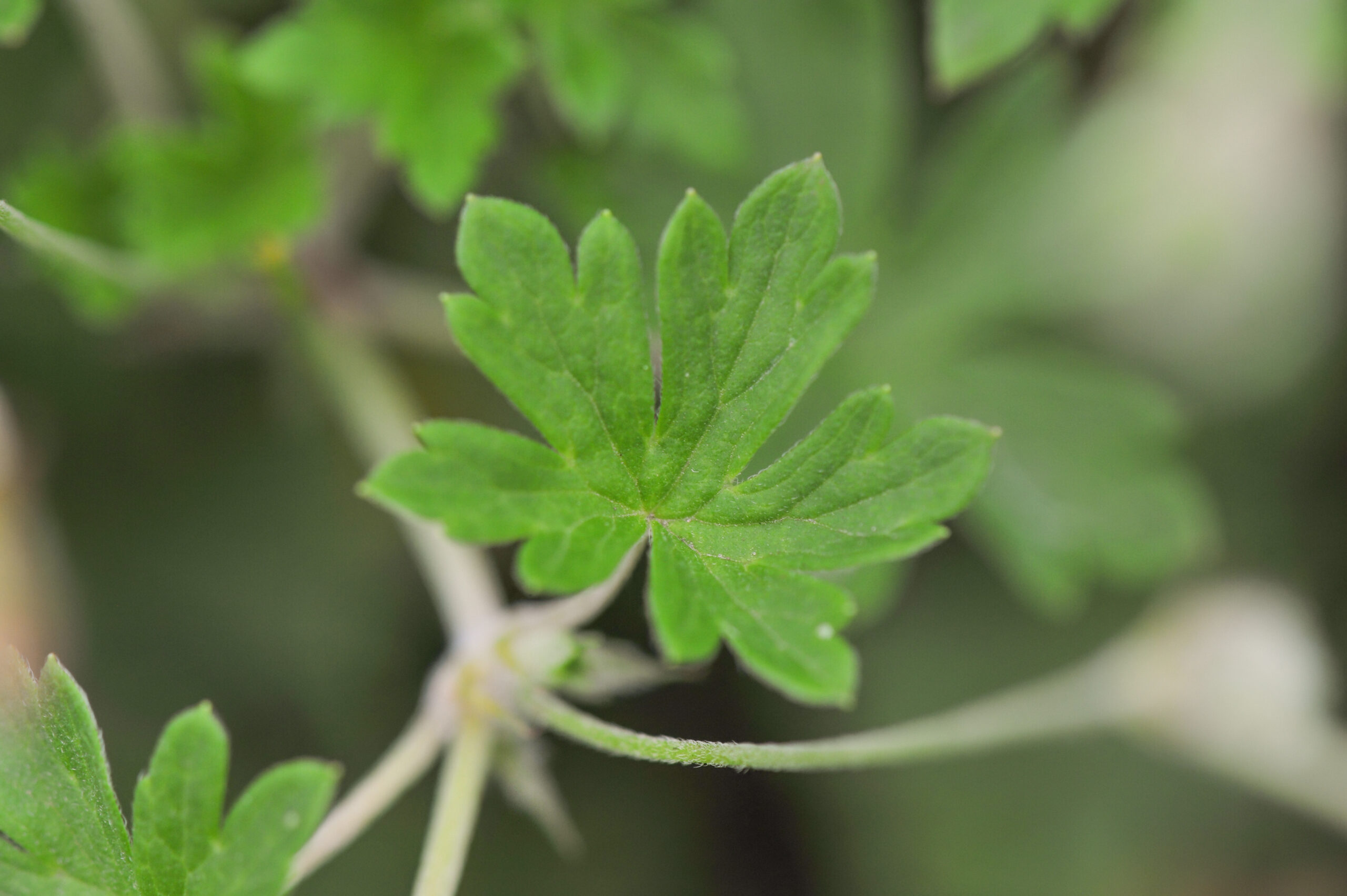 Yanacocha plant 08 (Geranium sp)
