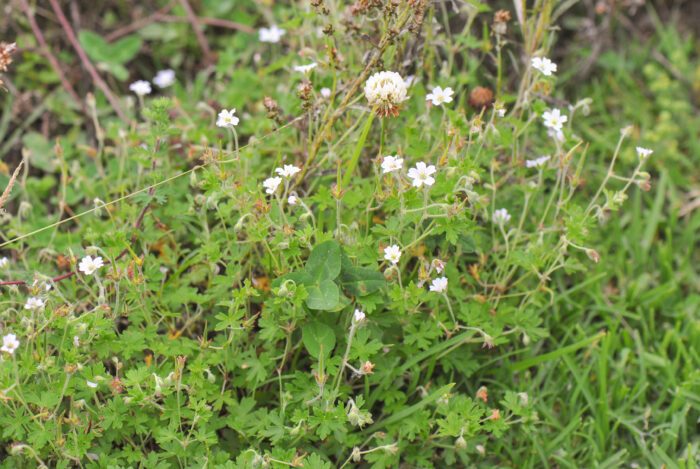 Yanacocha plant 08 (Geranium sp)