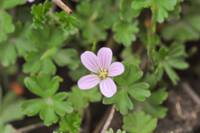 Yanacocha plant 09 (Geranium sp)