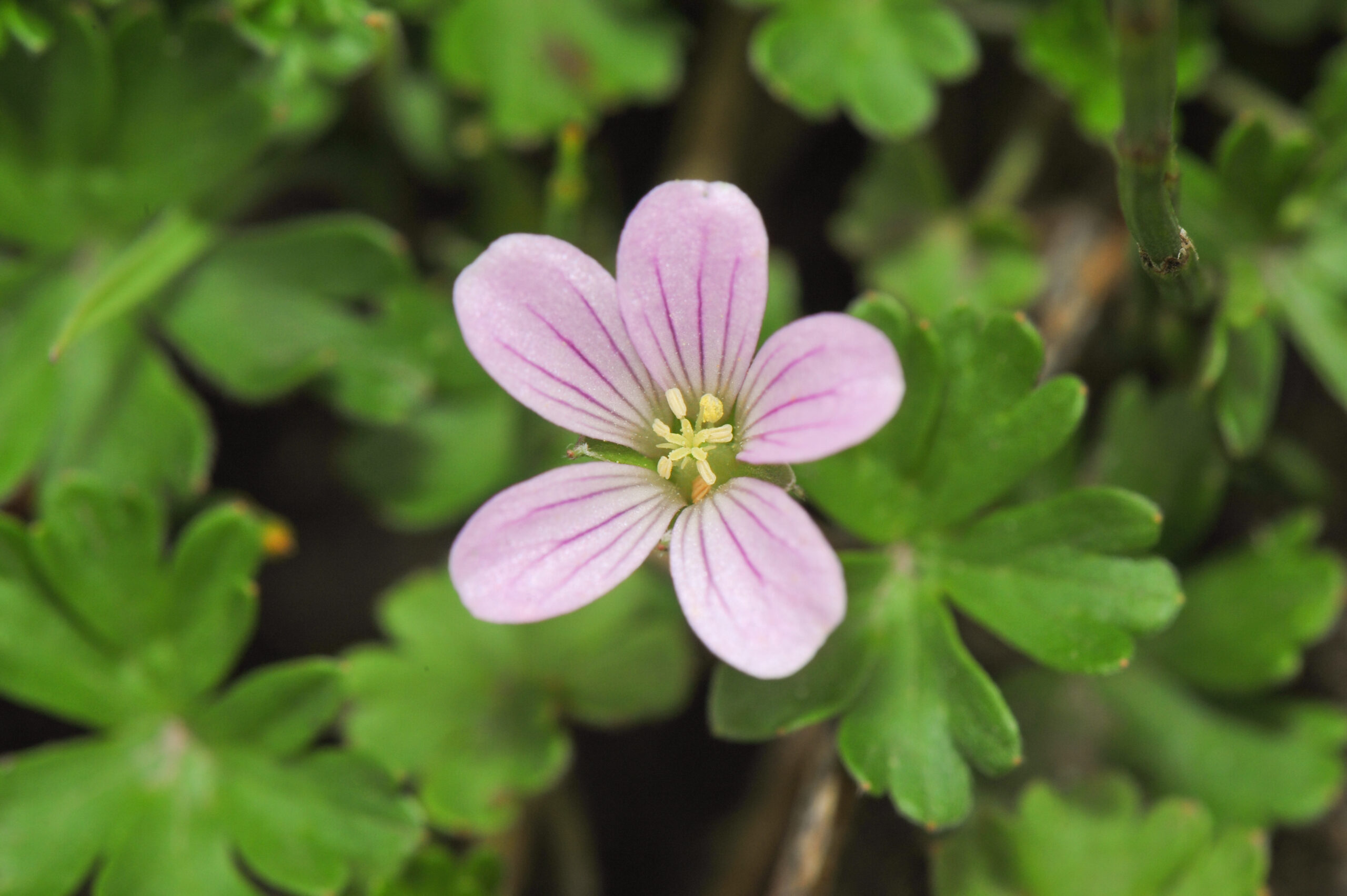 Yanacocha plant 09 (Geranium sp)