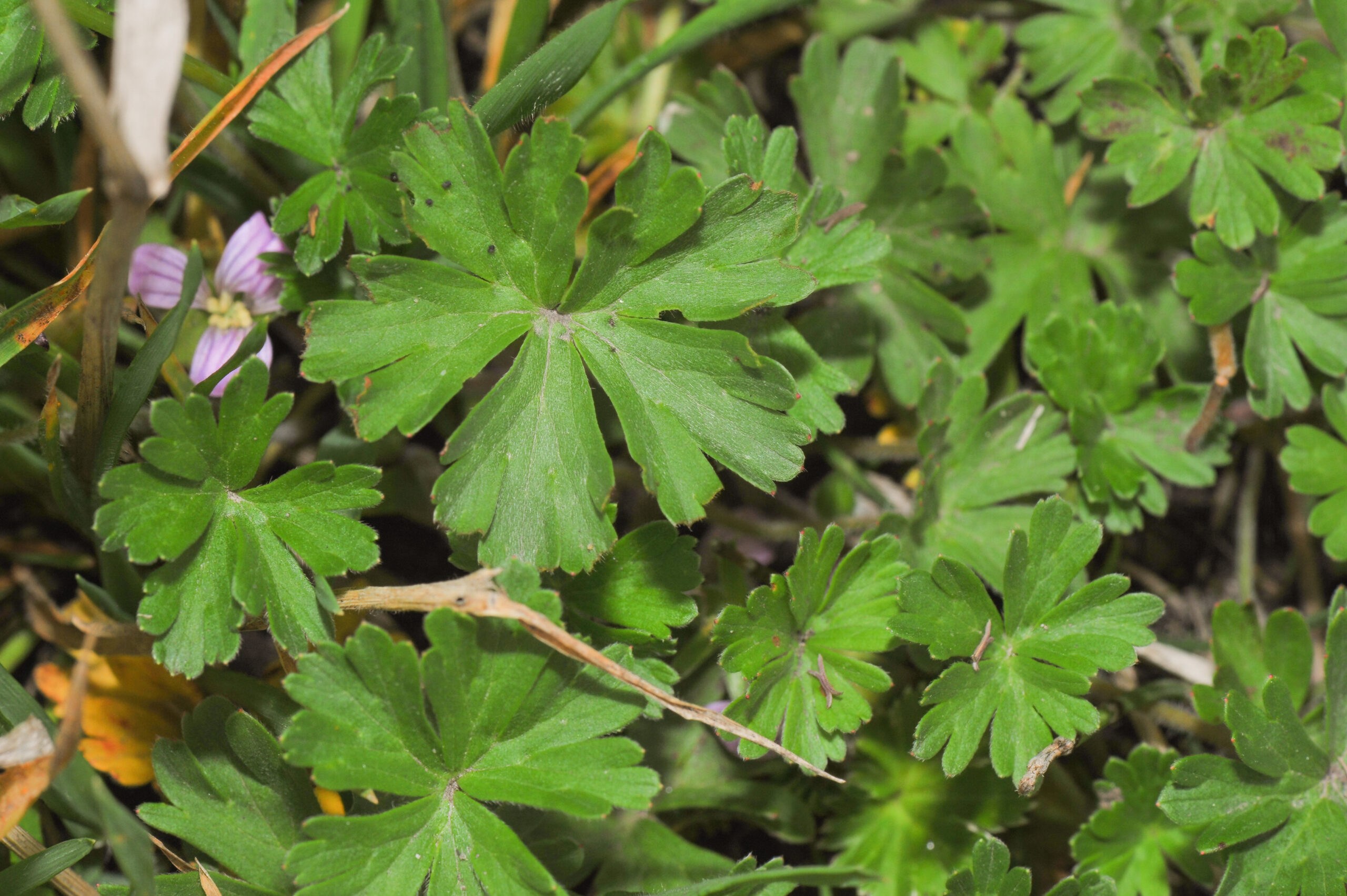 Yanacocha plant 09 (Geranium sp)