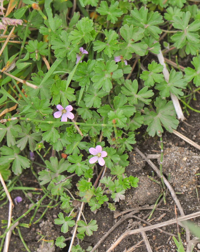 Yanacocha plant 09 (Geranium sp)