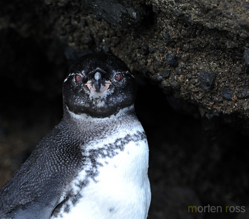 Galapagos Penguin (Spheniscus mendiculus)