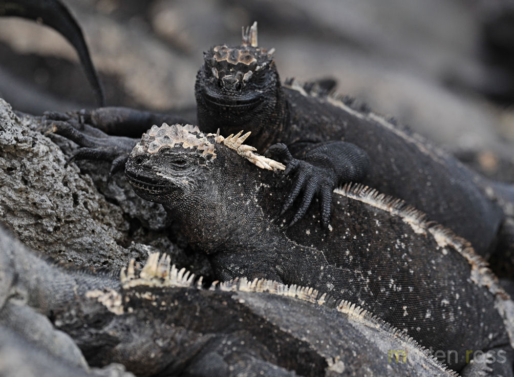 Marine Iguana (Amblyrhynchus cristatus)