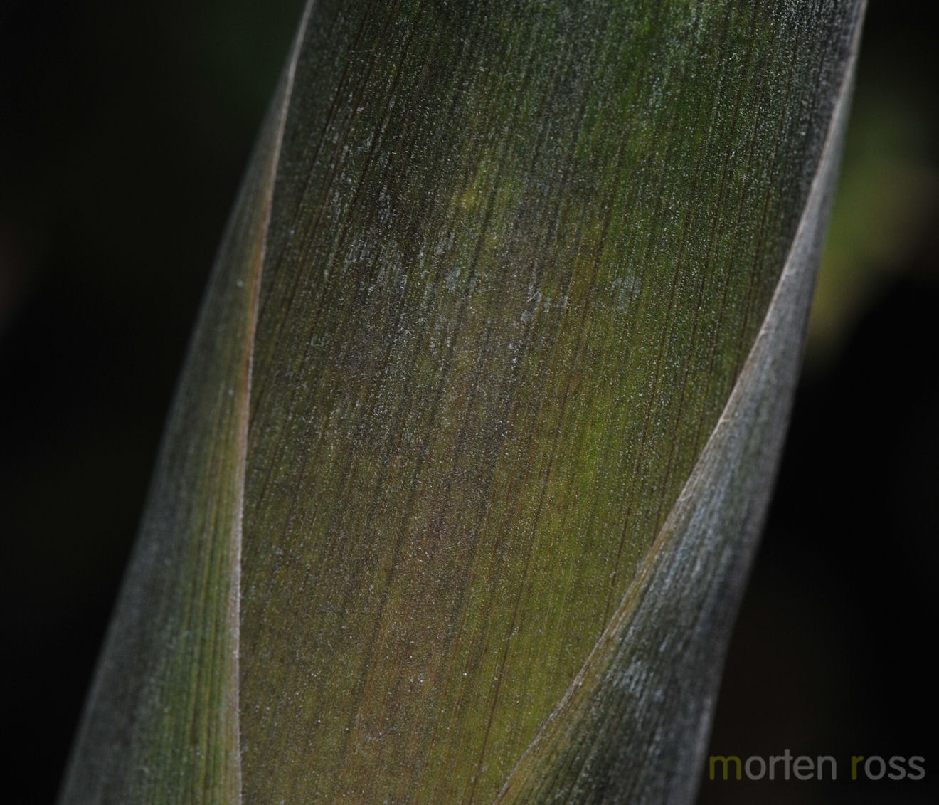 Bamboo shoot