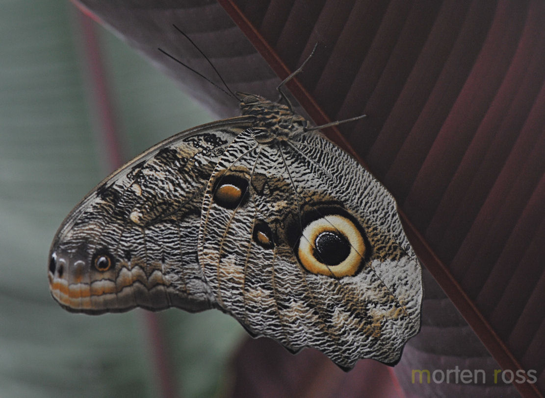 Owl butterfly (Caligo sp)