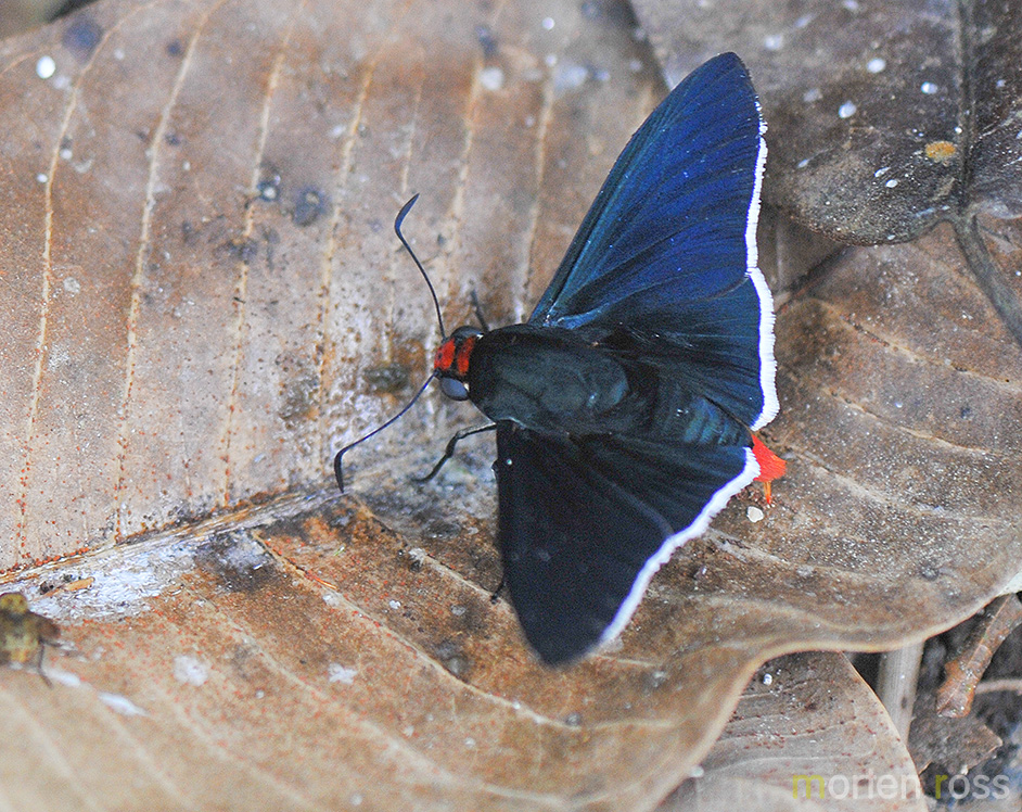 Firetip (Pyrrhopyge sp)