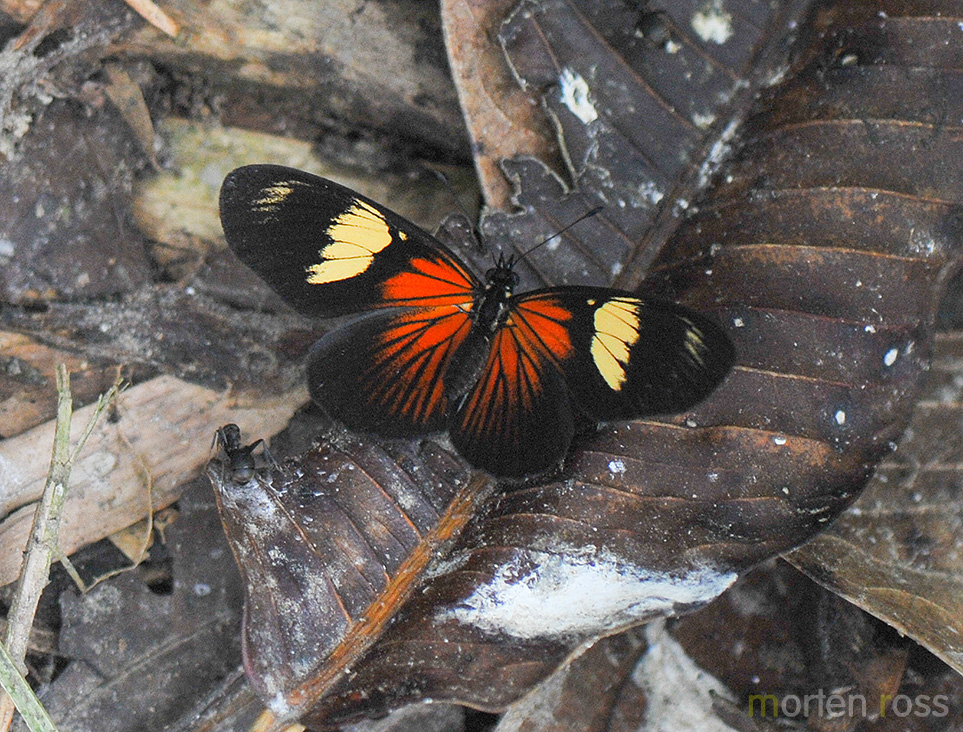 Perilla crescent (Castilia perilla)