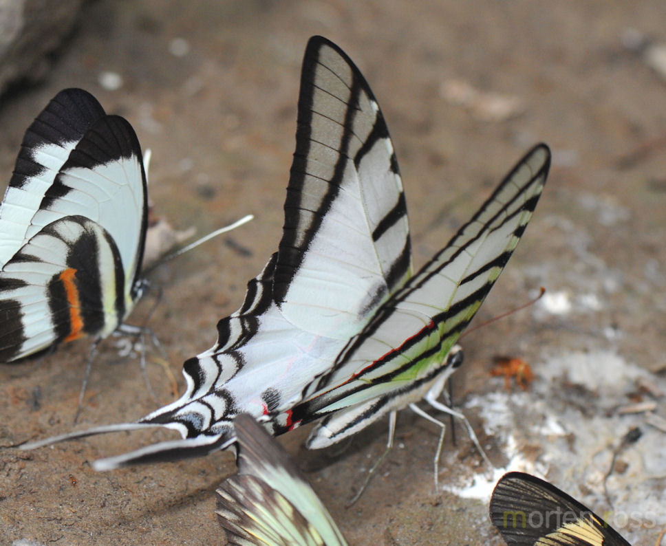 Napo Wildlife Center Lepidoptera 09