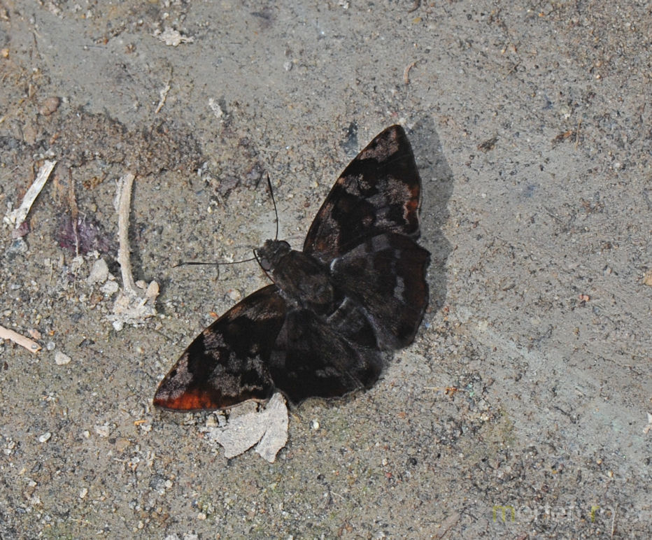 Large Spurwing (Antigonus nearchus)