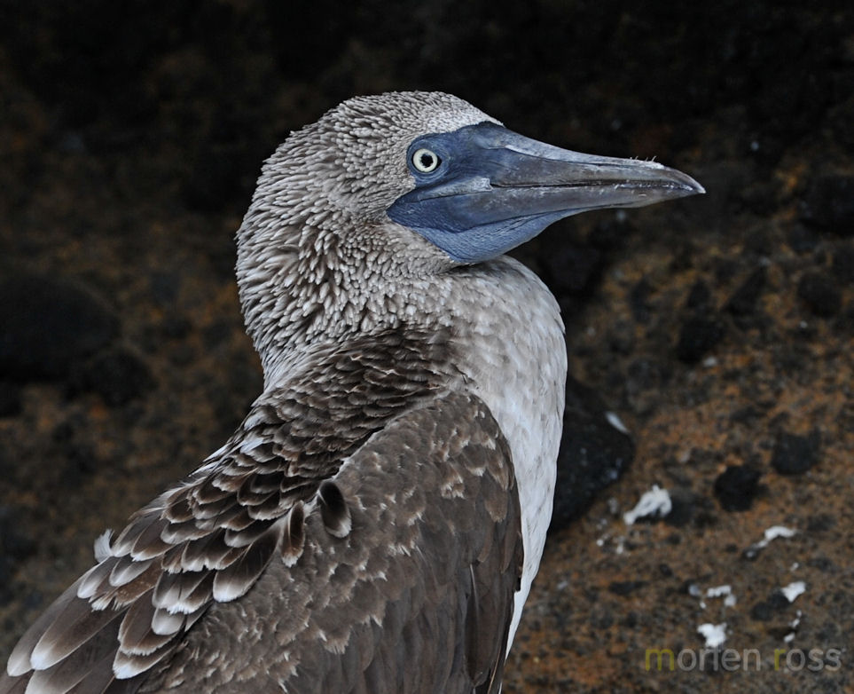 Blue-footed Booby (Sula nebouxii excisa)