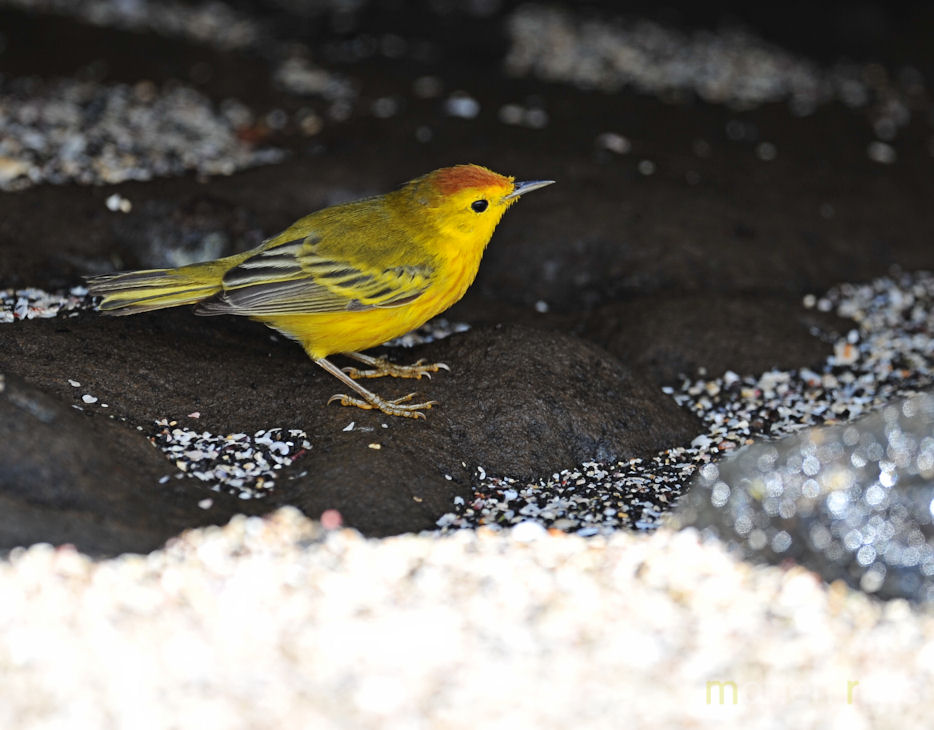 Yellow Warbler (Dendroica petechia aureola)