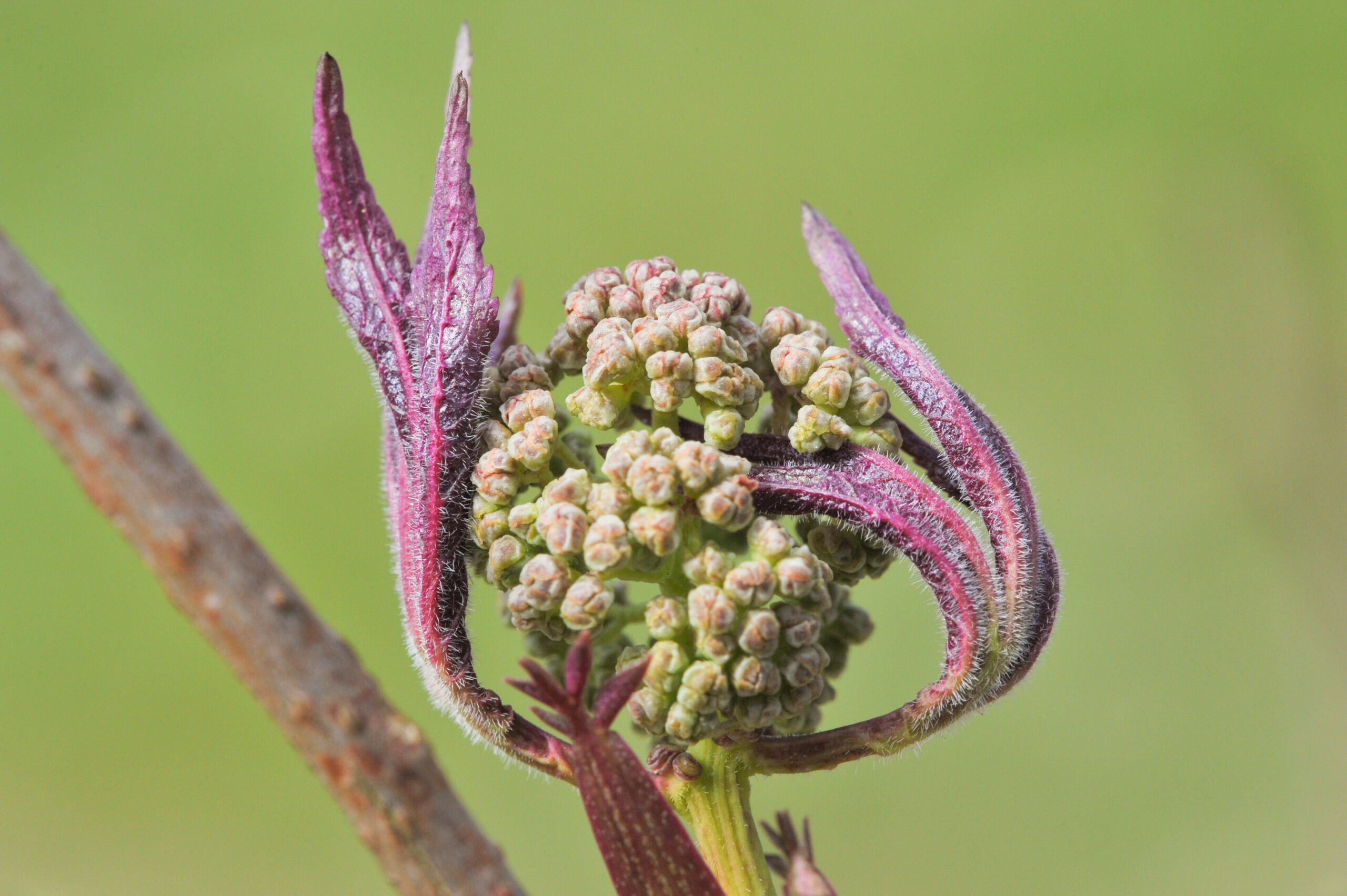 Rødhyll (Sambucus racemosa)