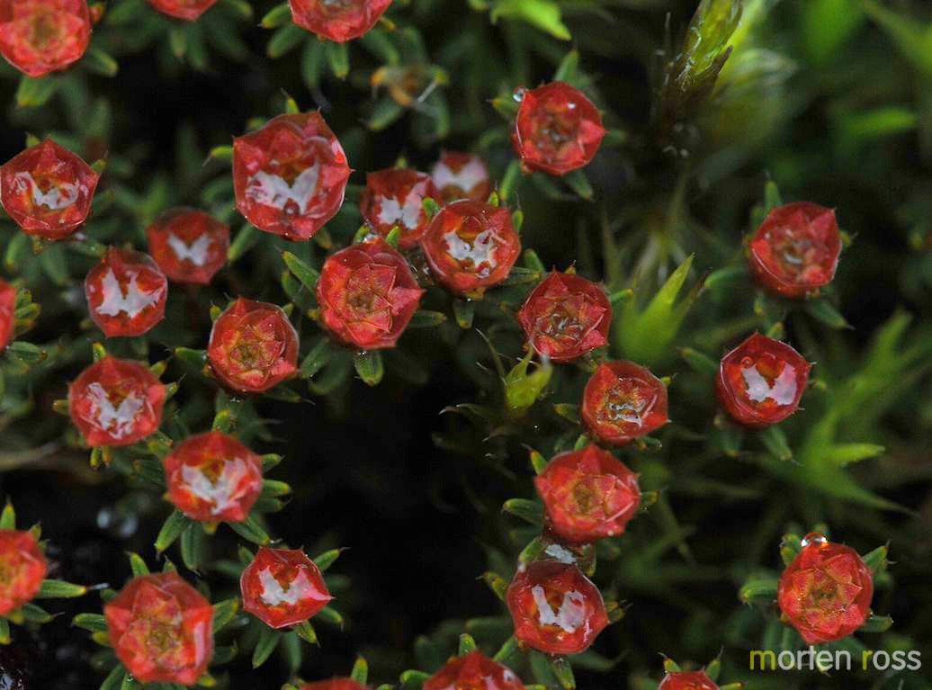 Rabbebjørnemose (Polytrichum piliferum)