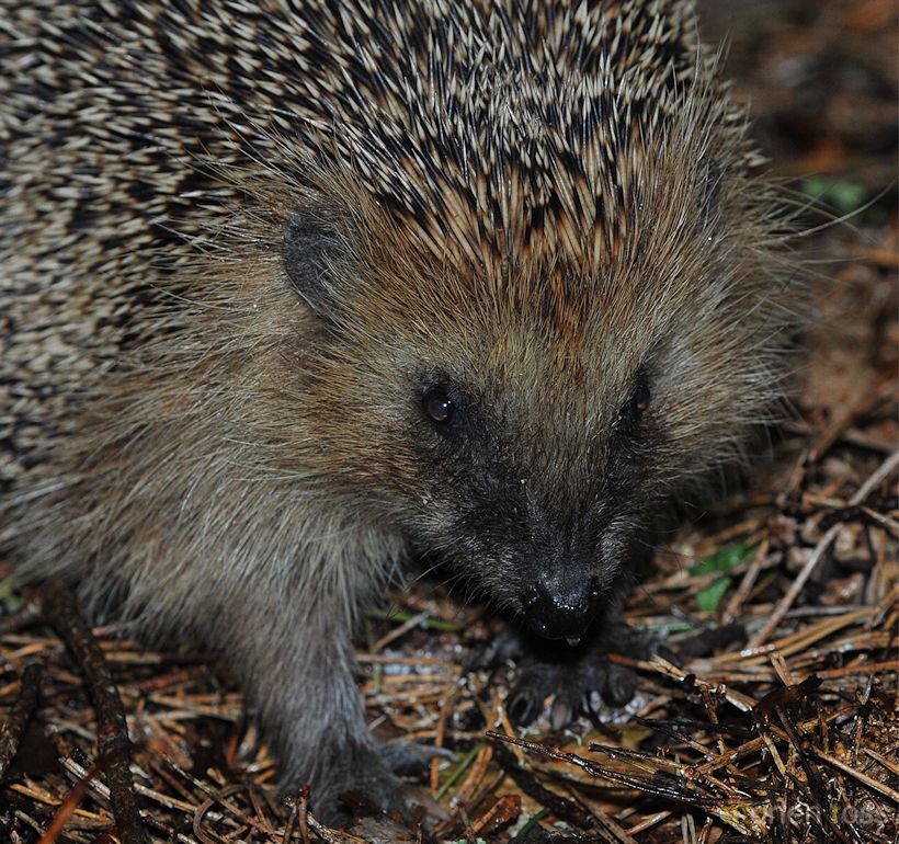 Pinnsvin (Erinaceus europaeus)