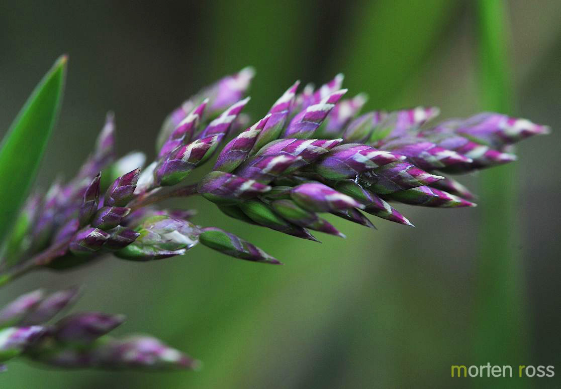 Fjellrapp (Poa alpina)