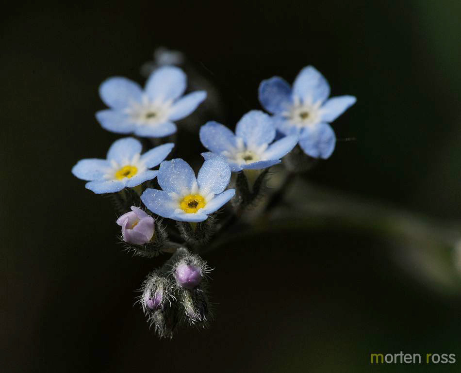 Åkerforglemmegei (Myosotis arvensis)