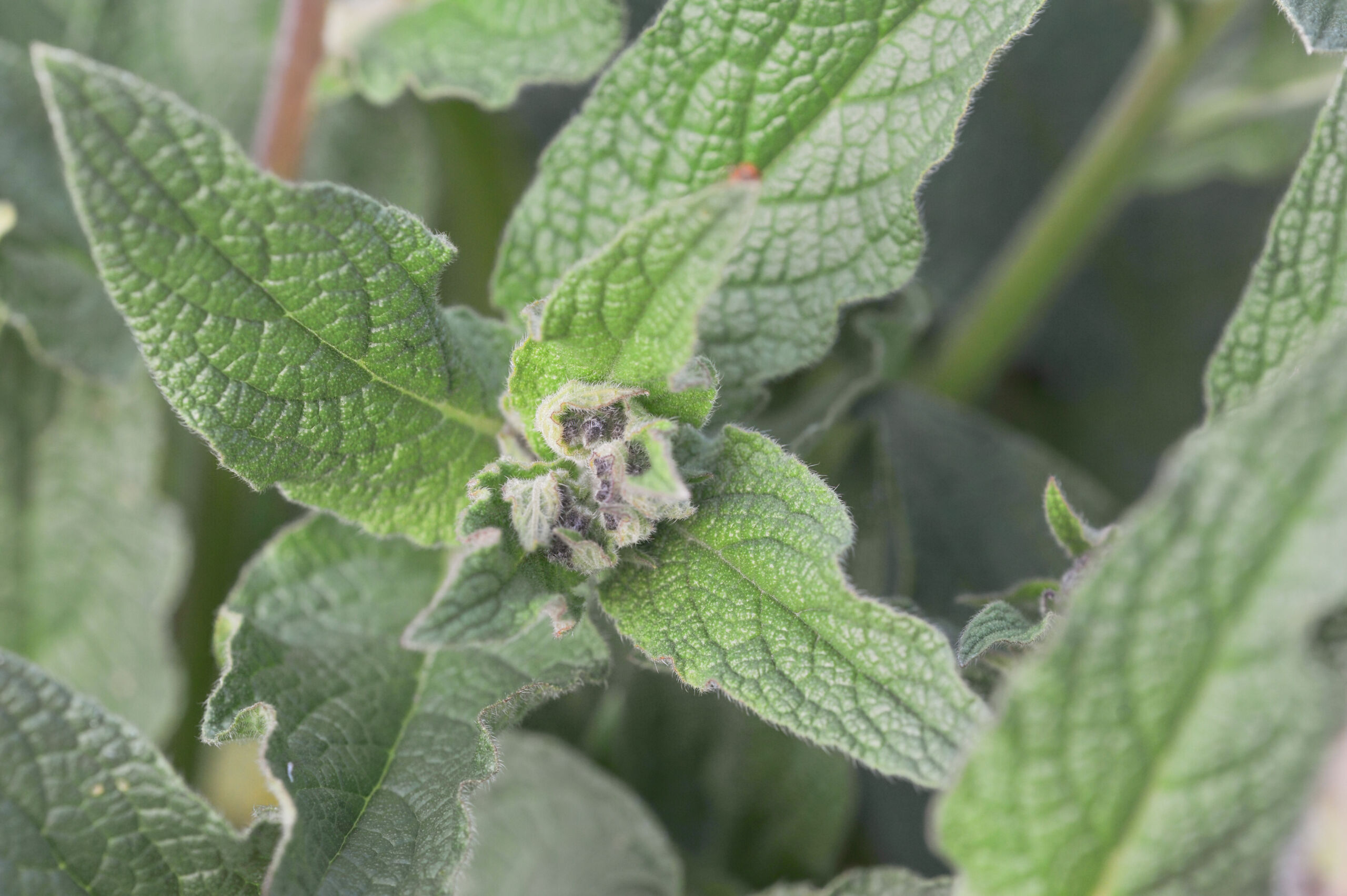 Forvalurt (Symphytum asperum)