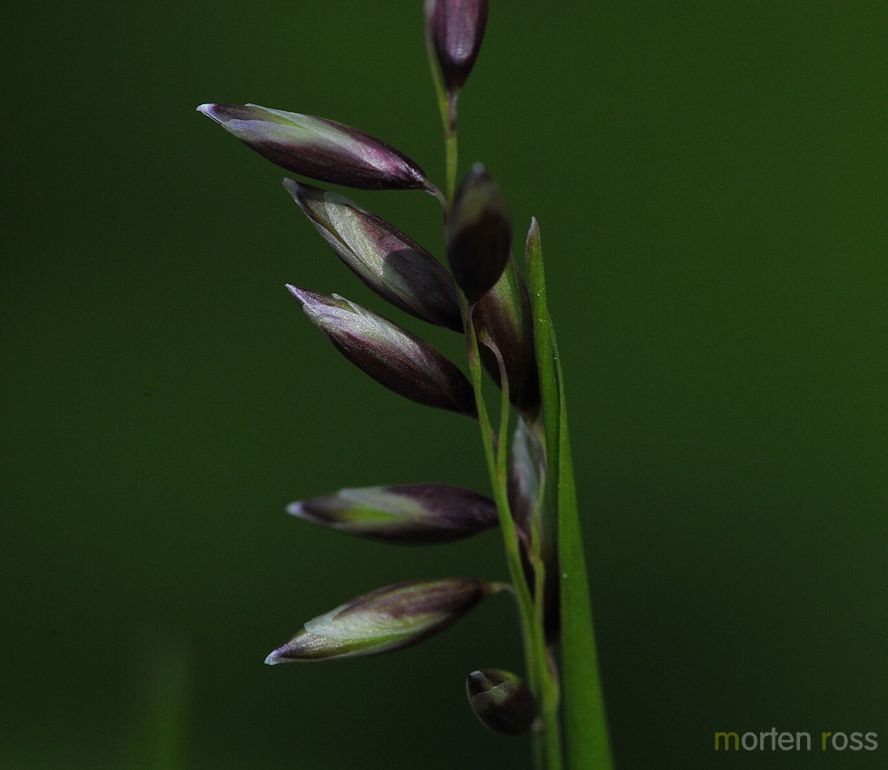 Hengeaks (Melica nutans)