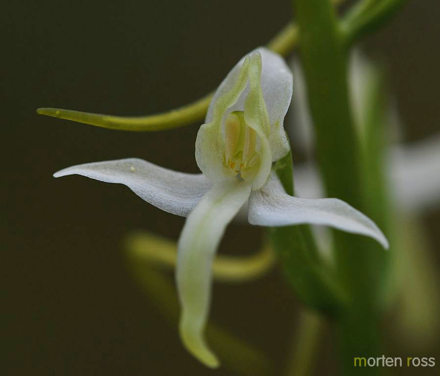 Nattfiol (Platanthera bifolia)
