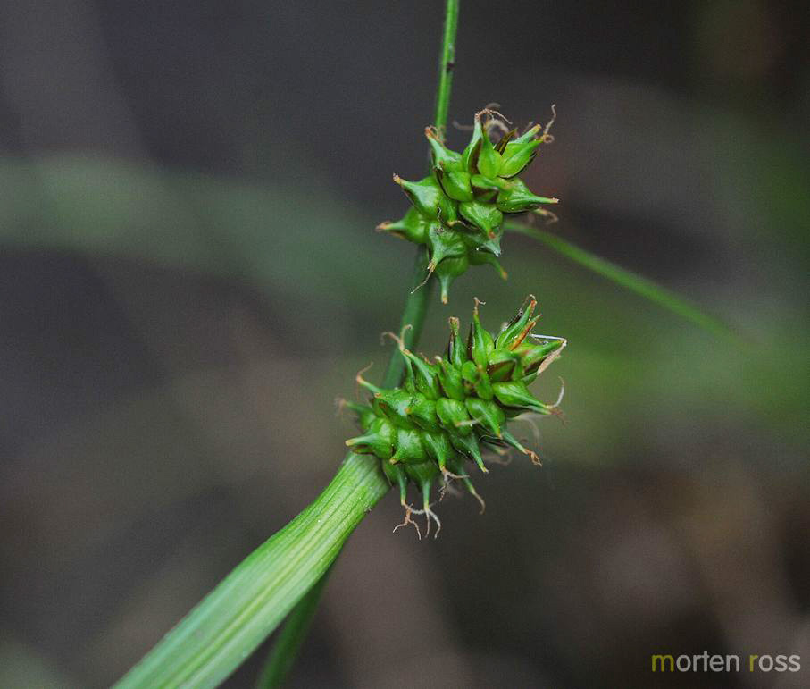 Grønnstarr (Carex demissa)