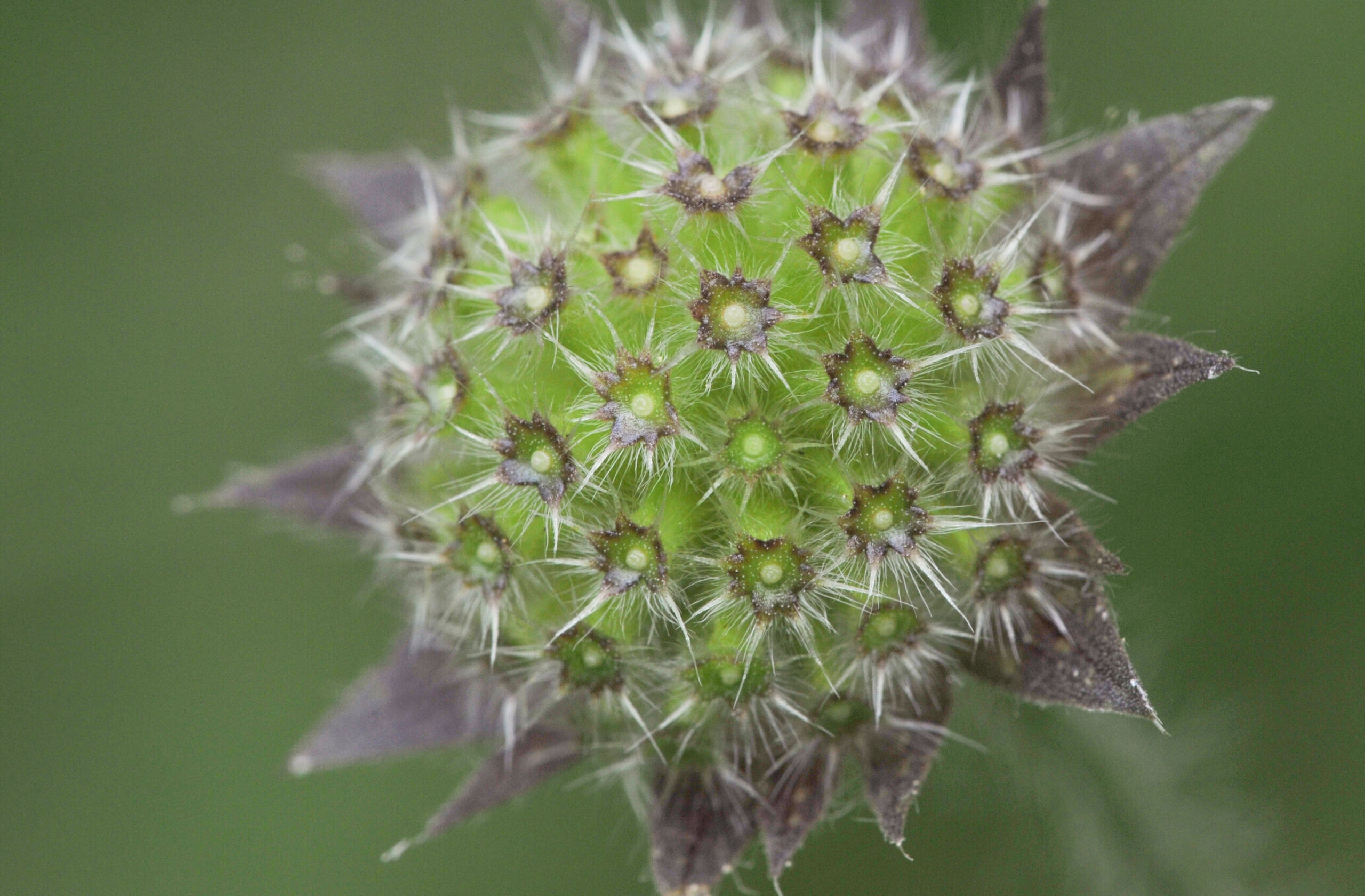 Rødknapp (Knautia arvensis)