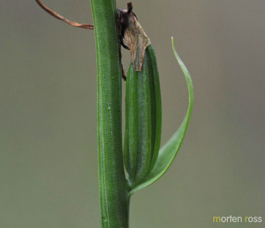 Nattfiol (Platanthera bifolia)