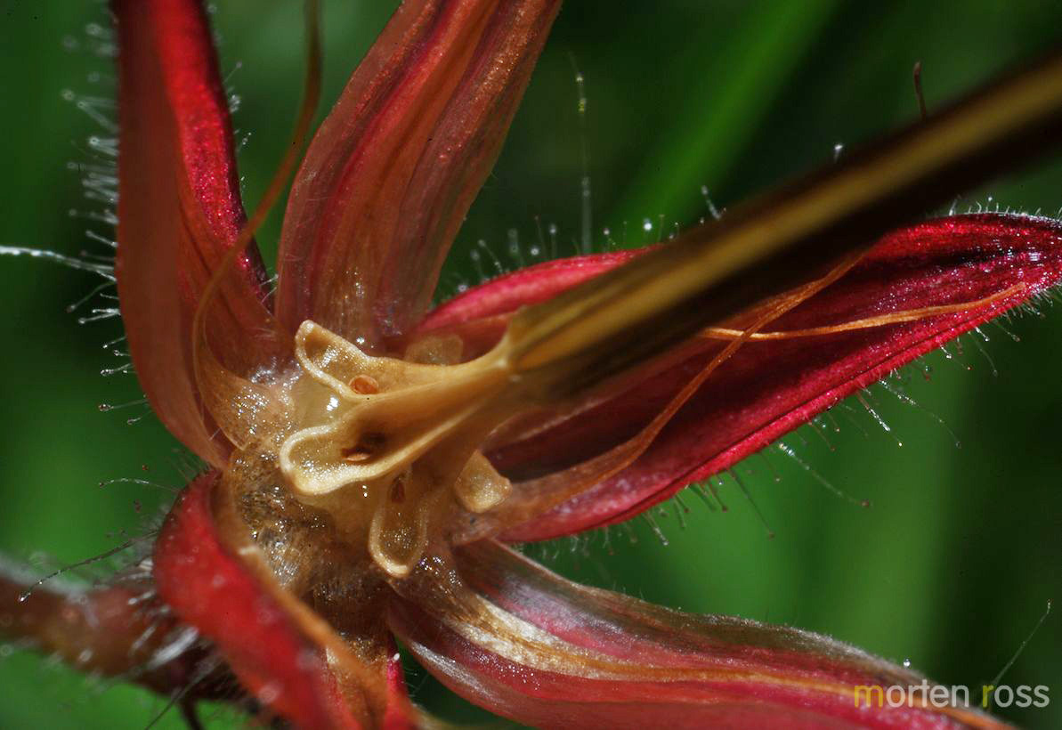 Stankstorkenebb (Geranium robertianum)