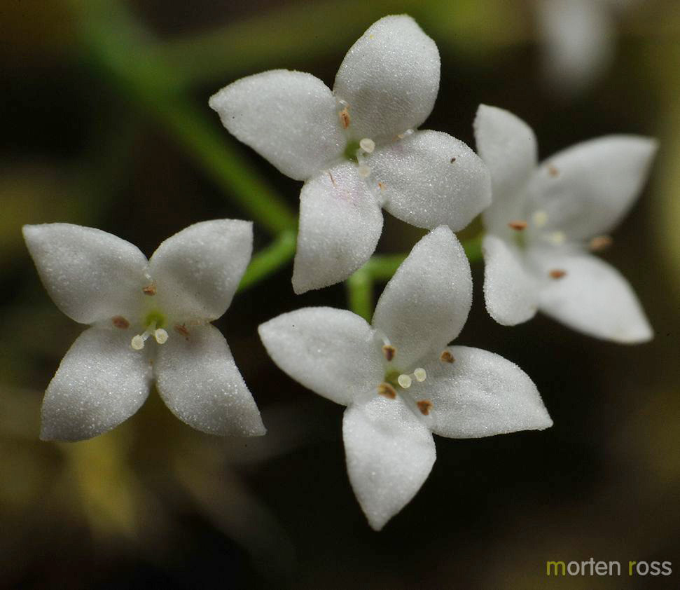 Myrmaure (Galium palustre)