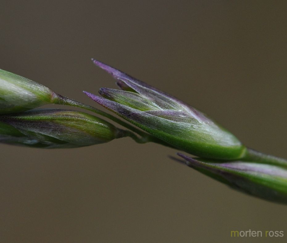 Knegras (Danthonia decumbens)
