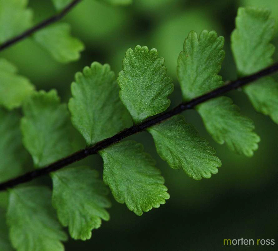 Svartburkne (Asplenium trichomanes)