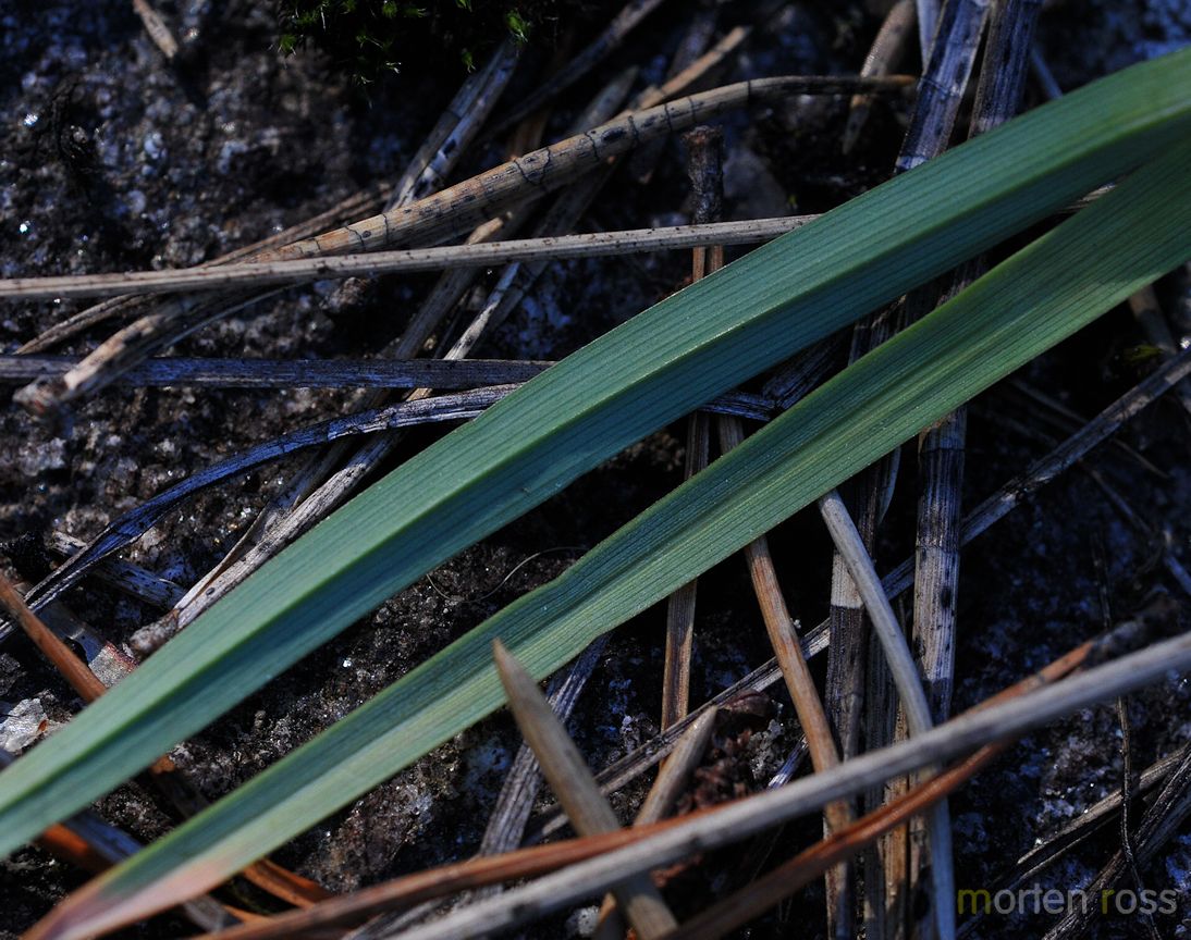 Knegras (Danthonia decumbens)