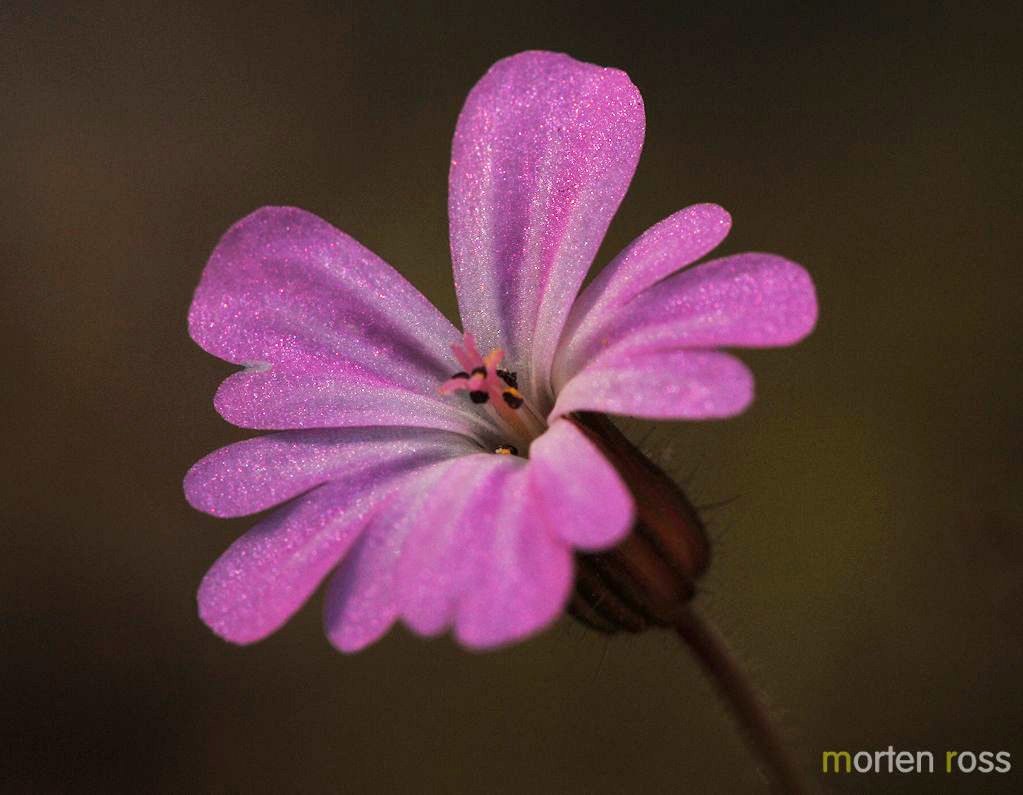 Stankstorkenebb (Geranium robertianum)