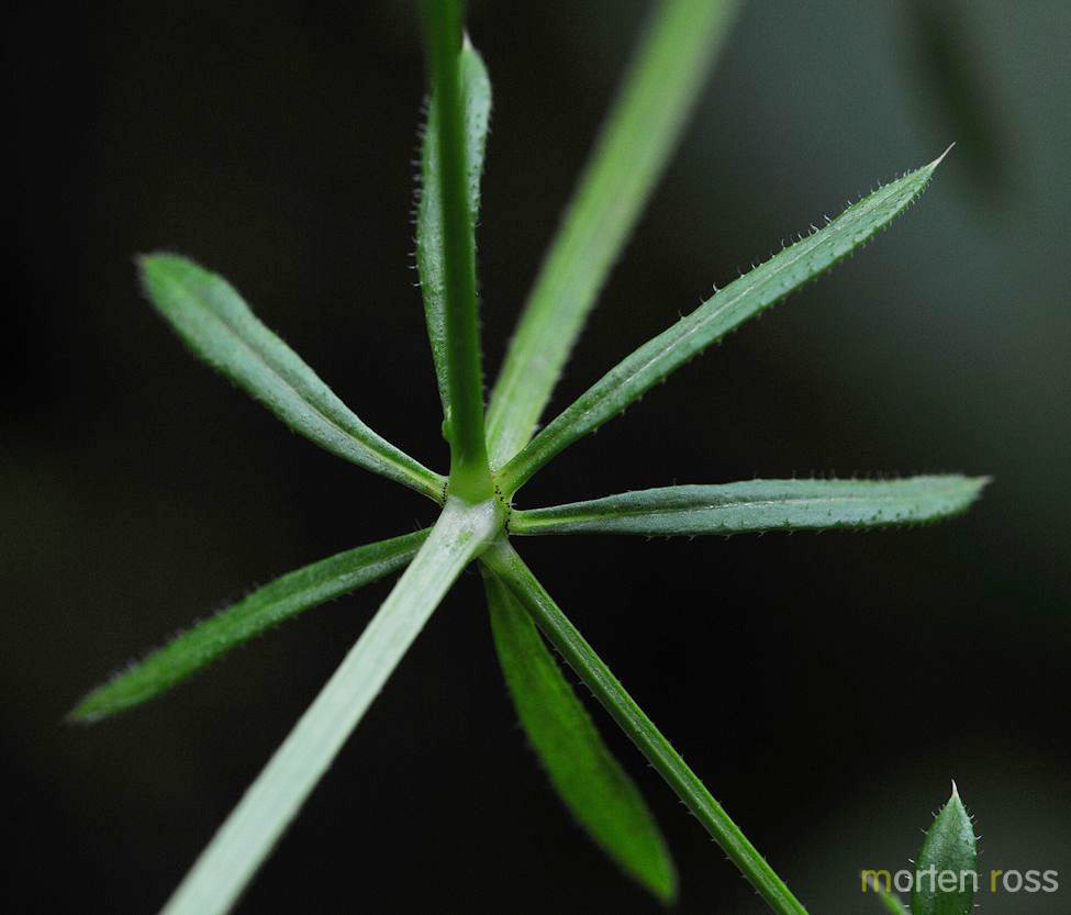 Klengemaure (Galium aparine)