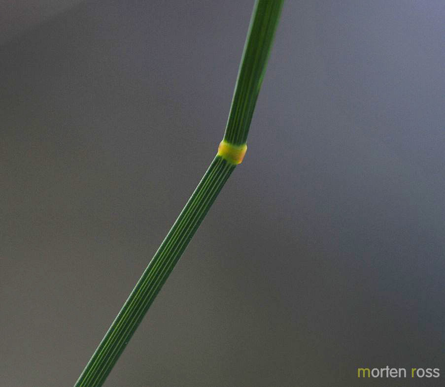 Knegras (Danthonia decumbens)