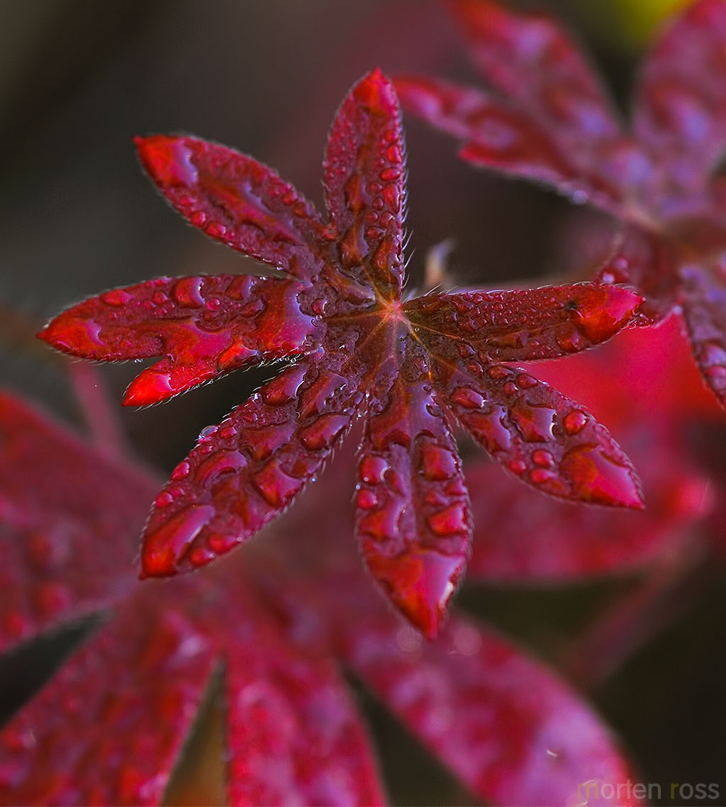 Blodstorkenebb (Geranium sanguineum)