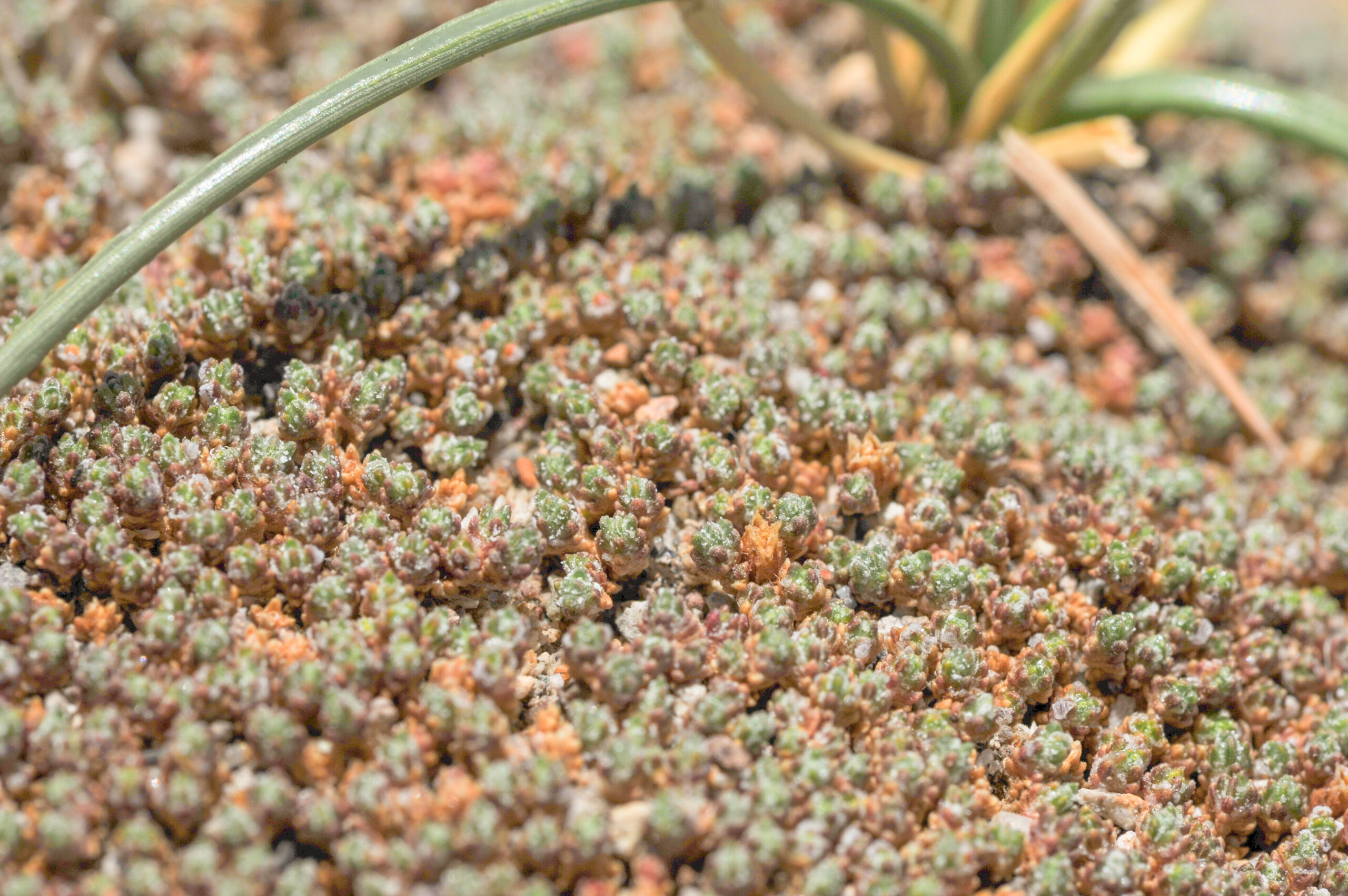 Frankenia triandra