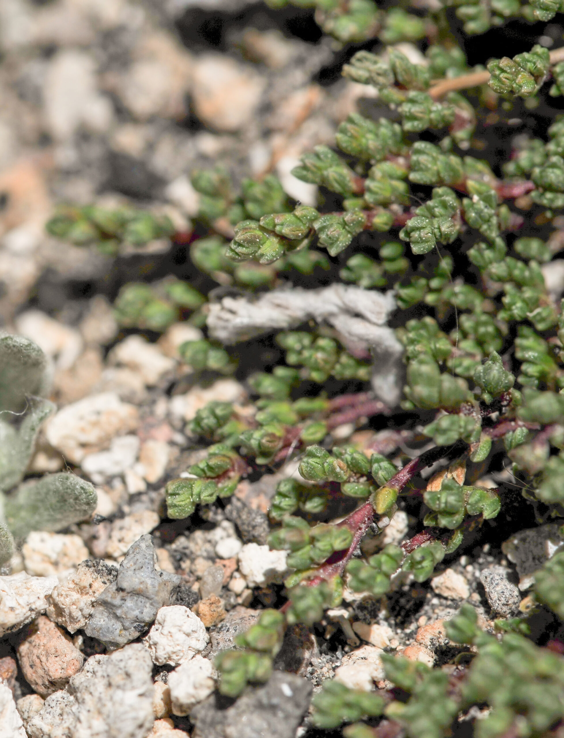 Frankenia triandra
