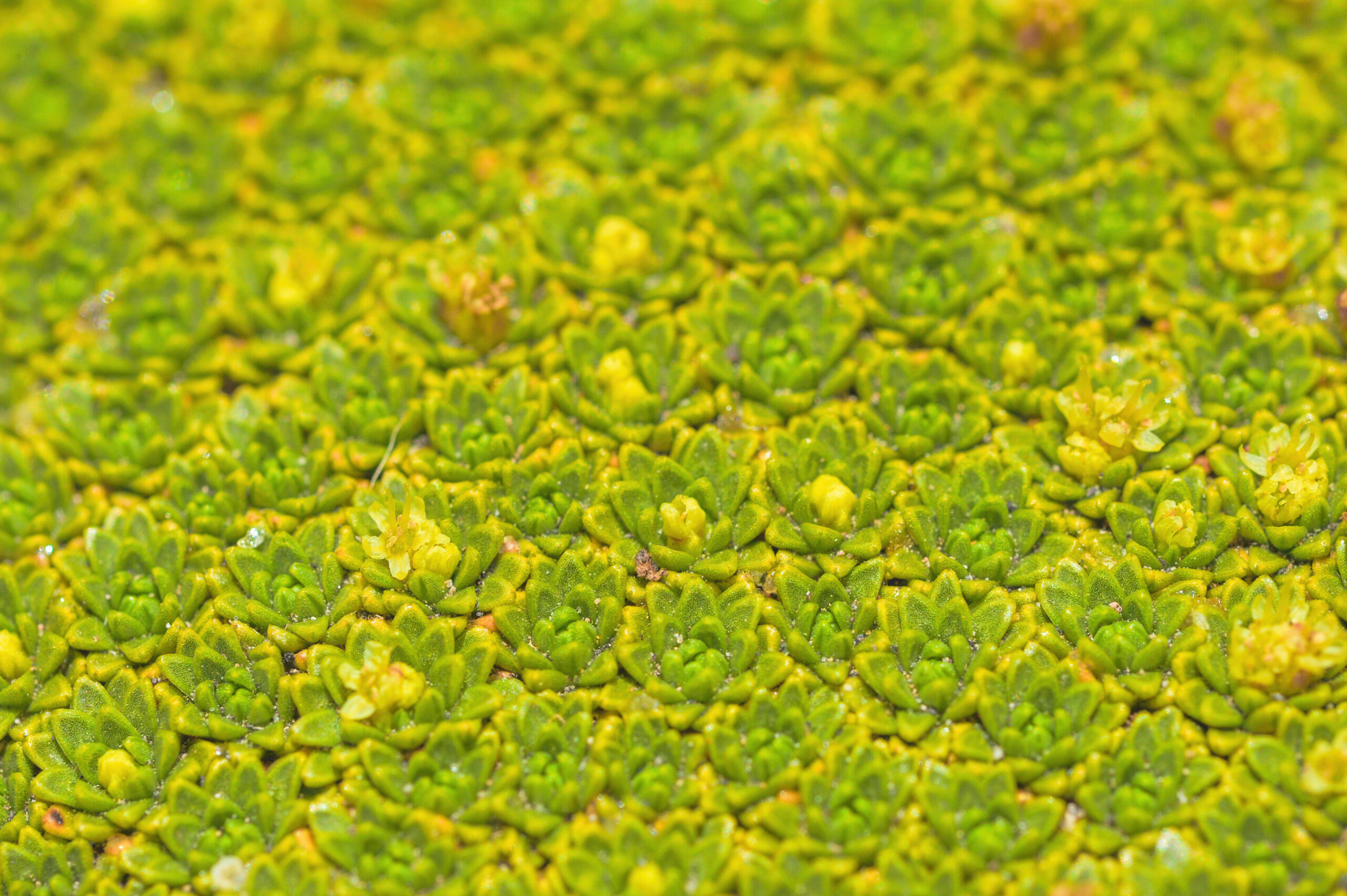 Yareta (Azorella compacta)
