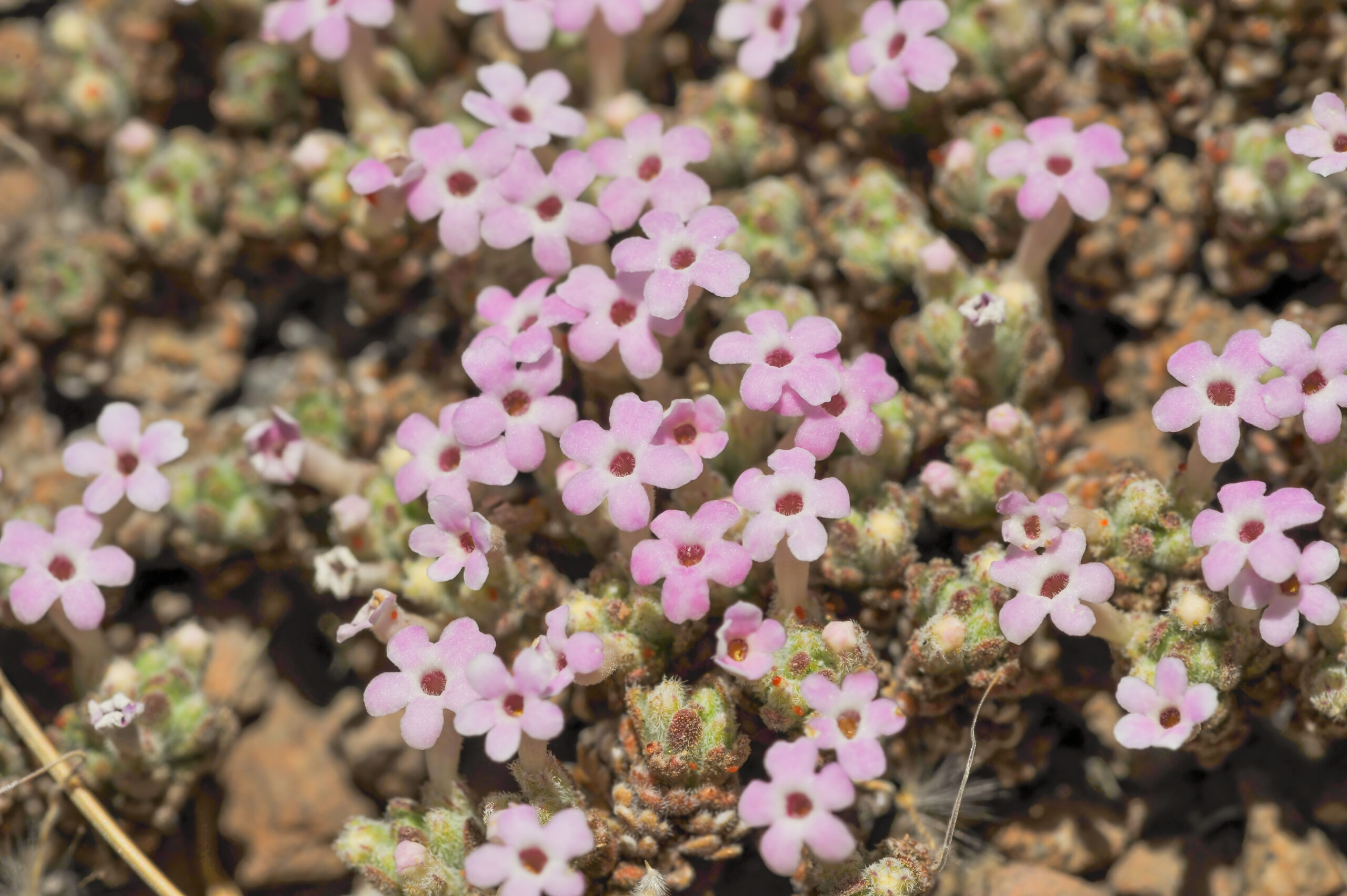 Junellia pappigera