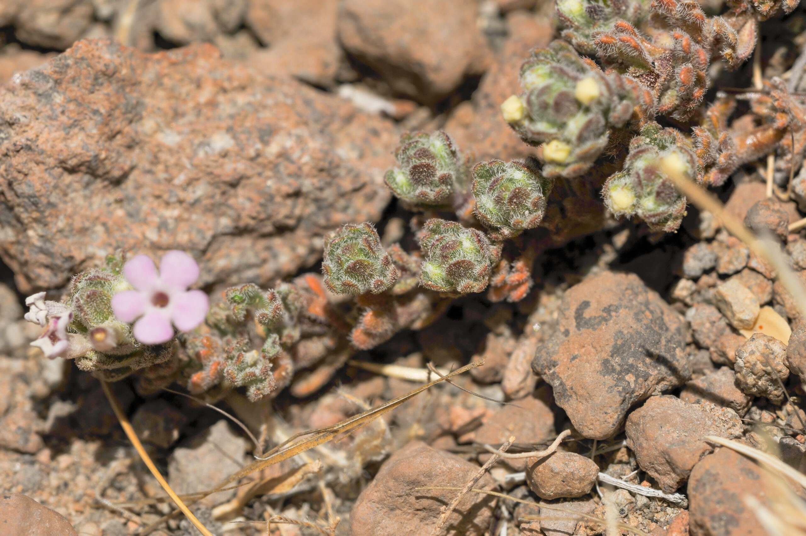 Junellia pappigera