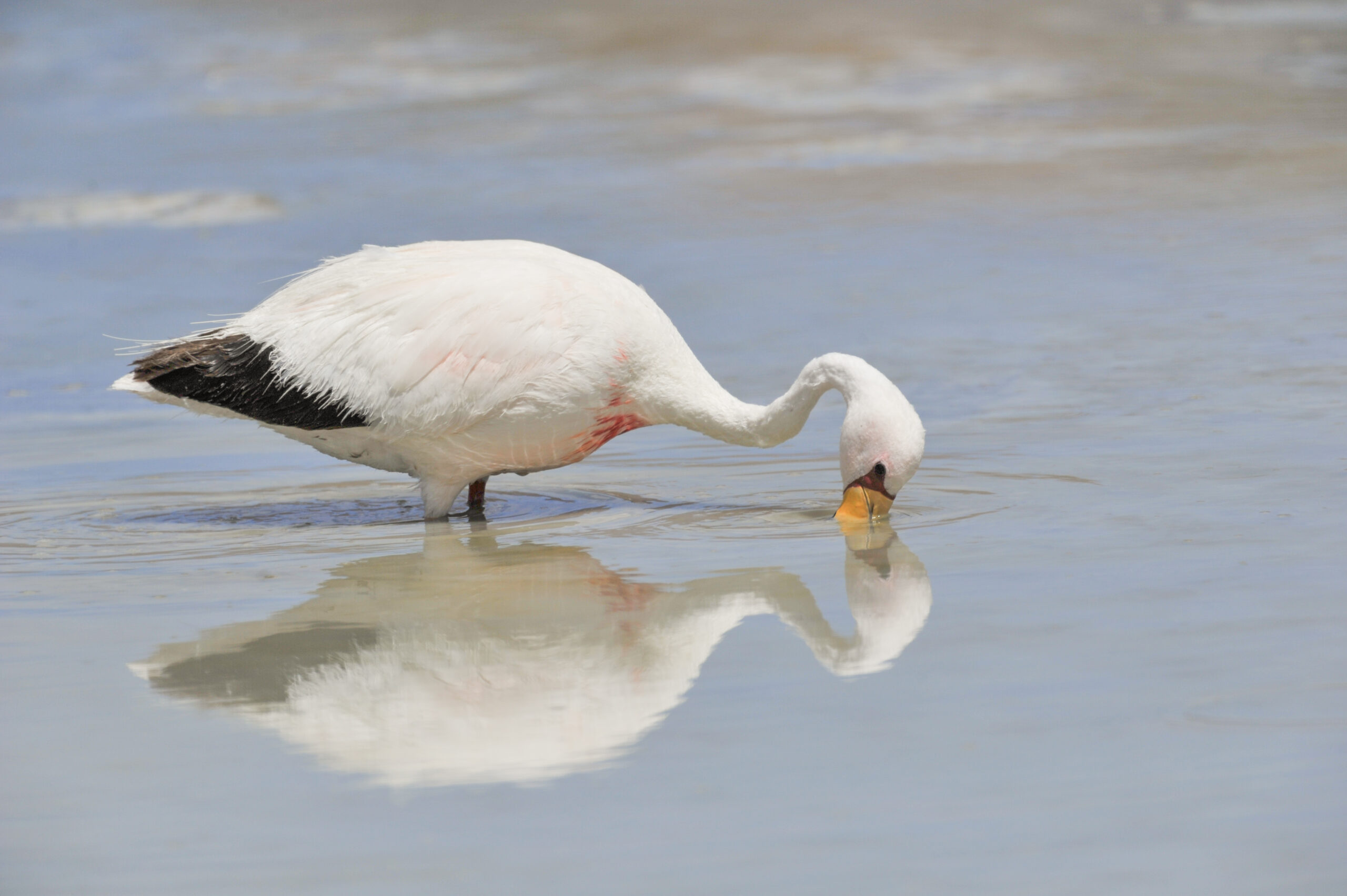 James’s Flamingo (Phoenicoparrus jamesi)