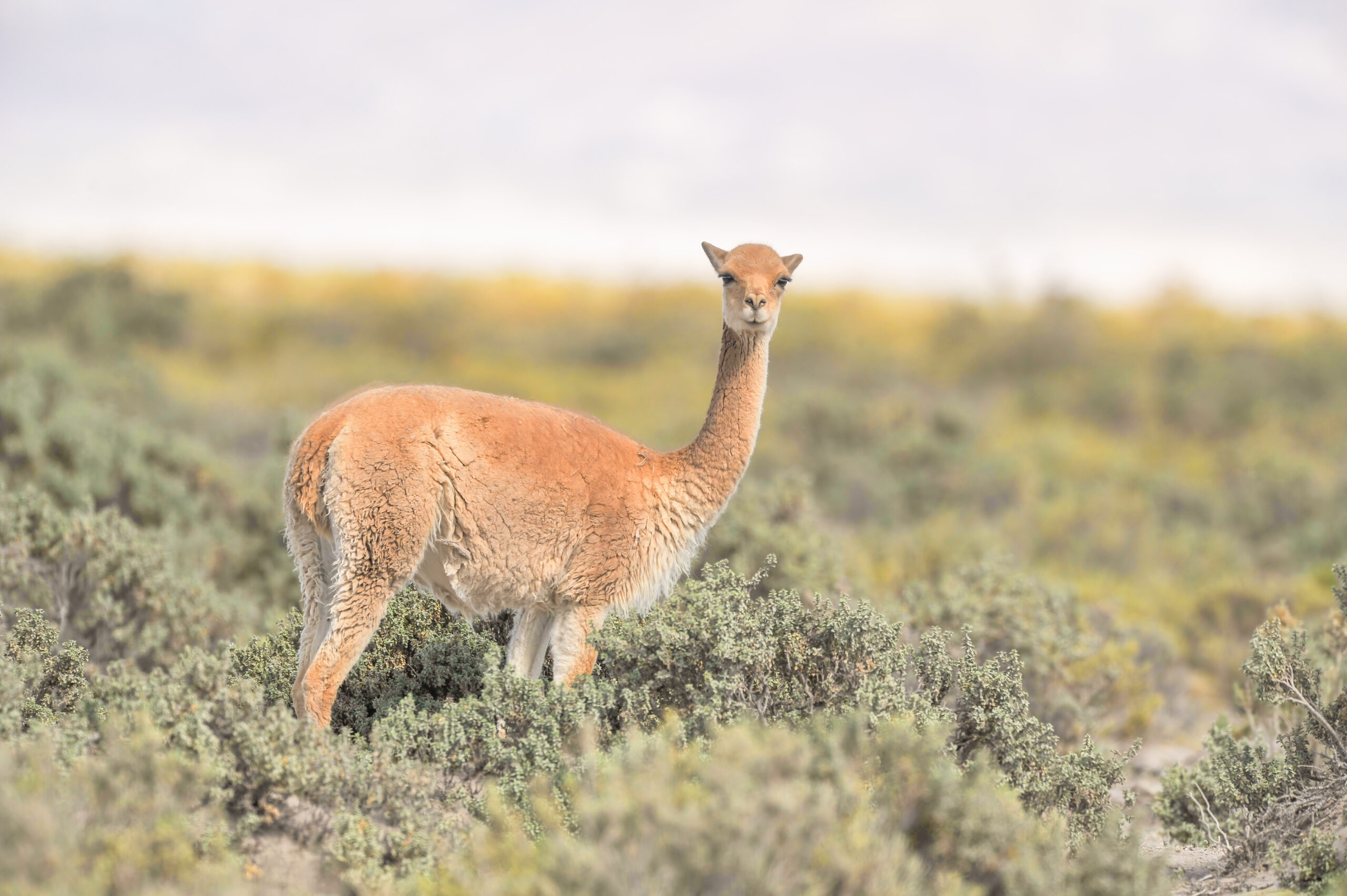 Vicuña (Vicugna vicugna)