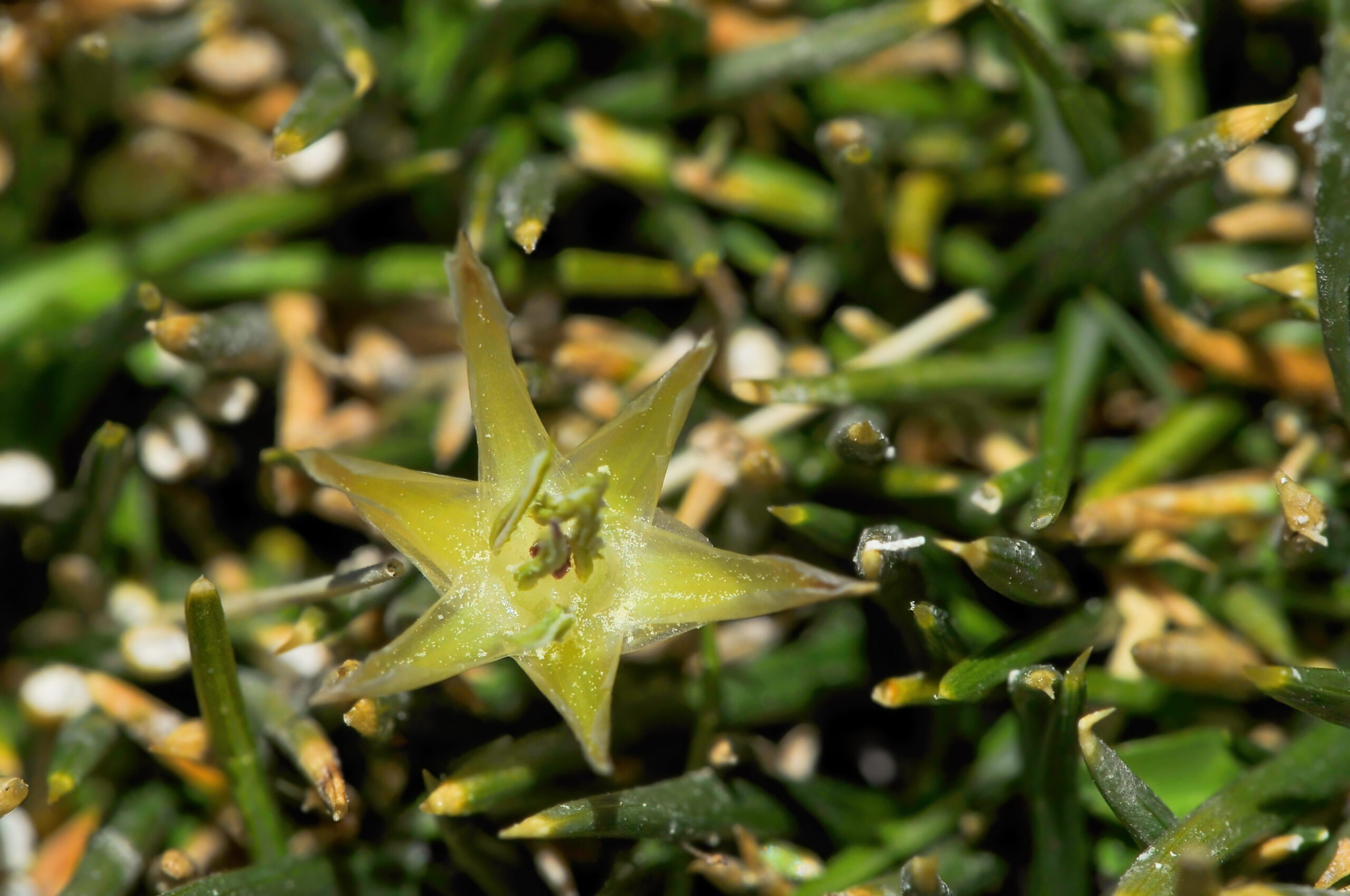 Patosia clandestina