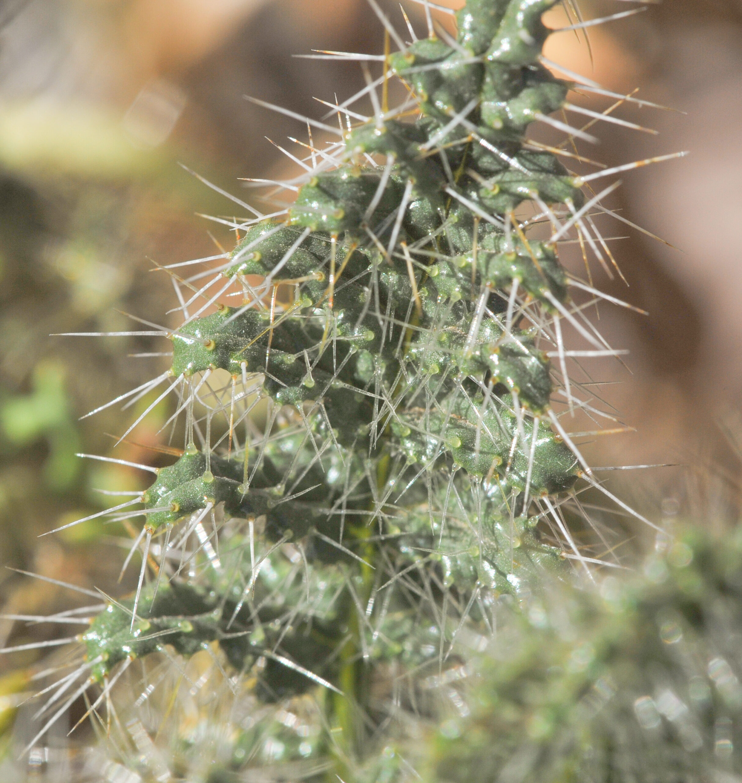 Caiophora chuquitensis