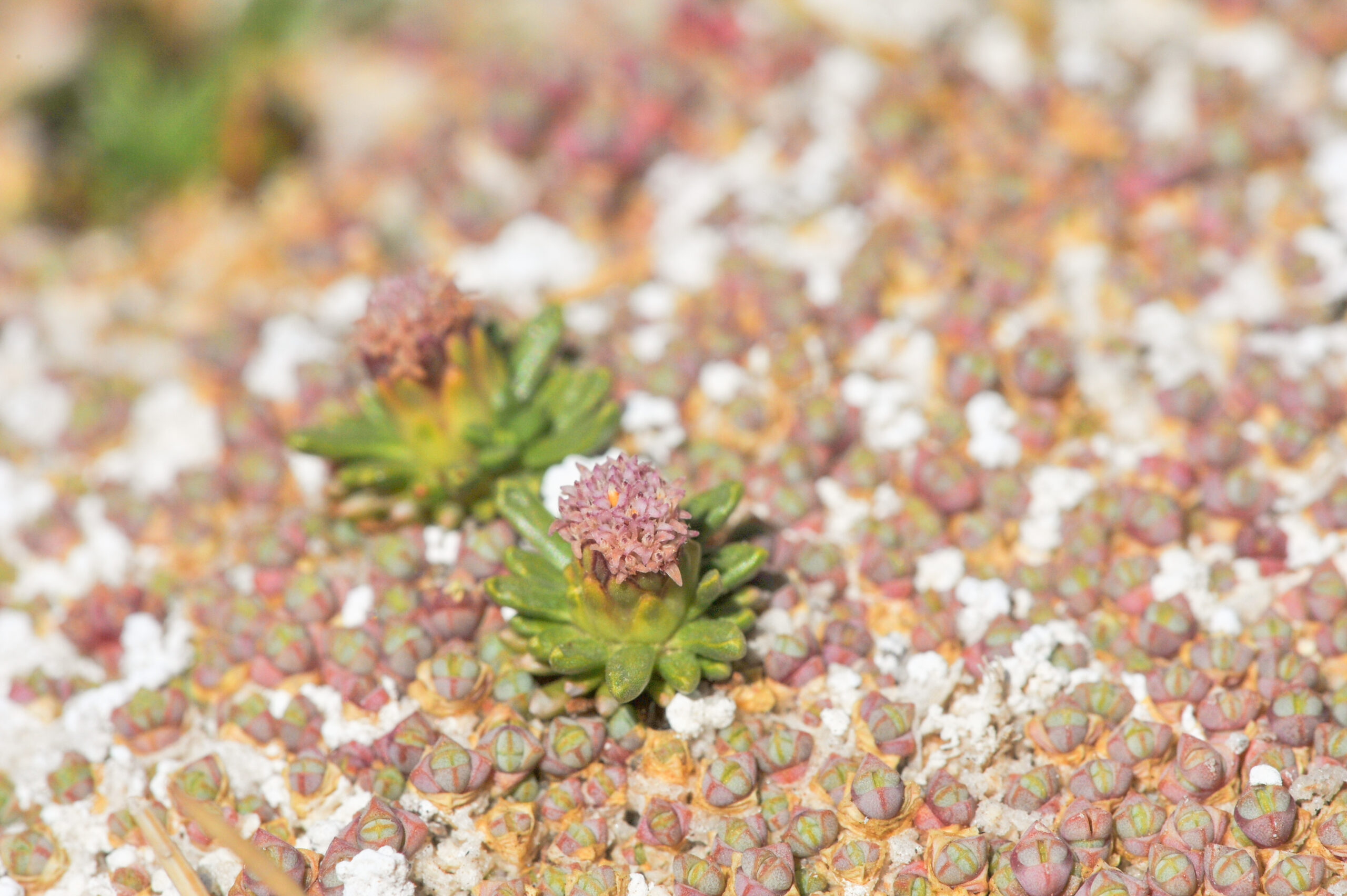 Baccharis acaulis