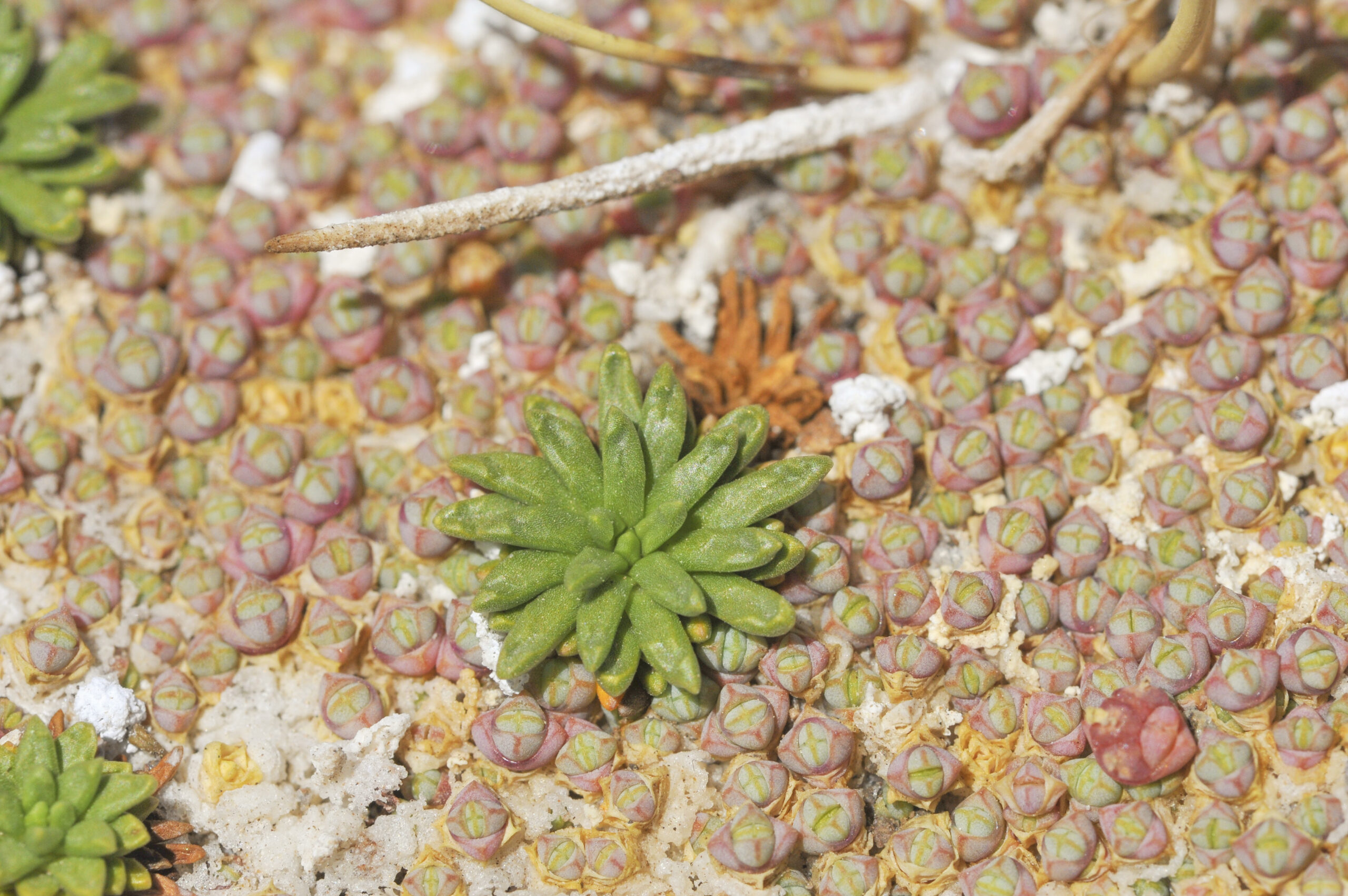 Baccharis acaulis
